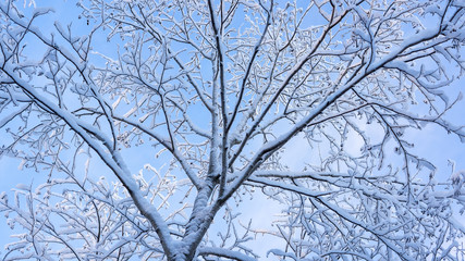 Fluffy snow on branches of tree