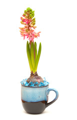 pink hyacinth