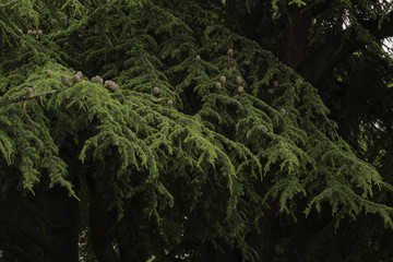 fir branches