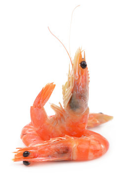 some shrimps