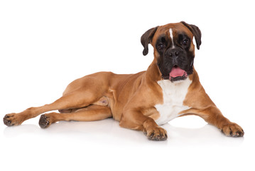 red german boxer dog lying down