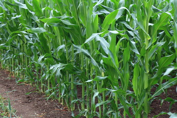 Mais