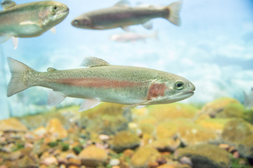 Rainbow trout