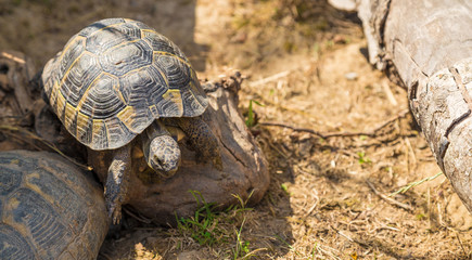 Tortoise on the move