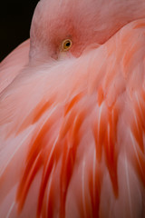 Naklejka premium Flamingo (Phoenicopteridae)