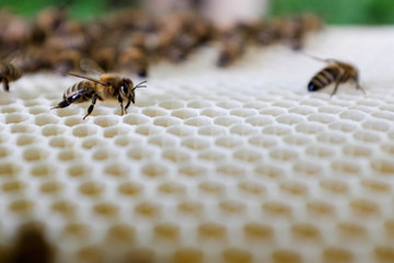 Bienen auf einer Honigwabe die frisch ausgebaut ist