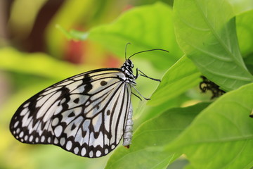 Large Tree Nymphs butterfly and green leaf