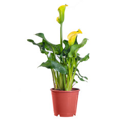 Calla yellow blooming in a pot on white background