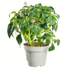 Impatiens in a pot on white background