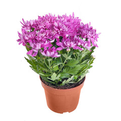 The pink chrysanthemum in a pot on white background in full size