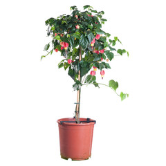 Abutilon blooming in a pot on white background in full size