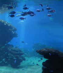 Fototapeta na wymiar Aquarium with school of fish