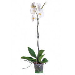 The white Orchid on a white background in full length in the pot