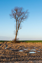 Solitary tree against a blue sky