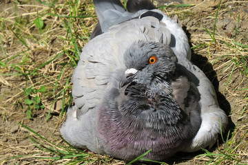 Pigeon sitting in grass