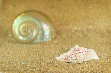 two shells