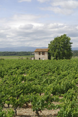 Fototapeta na wymiar Vineyards in Languedoc-Roussillon (France) at summer