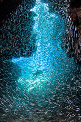 Schooling Fish in Dark Cave