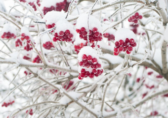 Obraz na płótnie Canvas red berries covered with snow