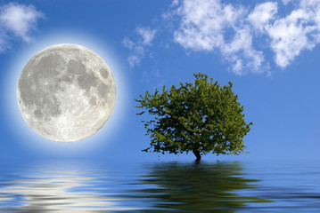 Luna ed albero