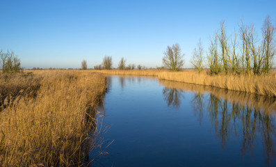 Fototapeta na wymiar The shore of a lake under a blue sky in winter