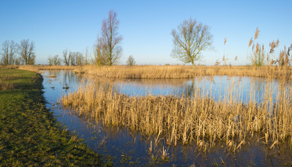 The shore of a lake under a blue sky in winter