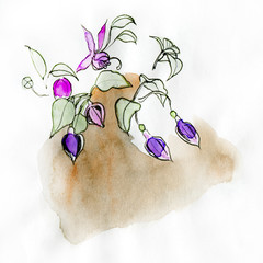 Fuchsia, original watercolor sketch on white.