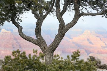 Pine Tree foreground to Grand Canyon