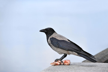 Raven with piece of meat and bone