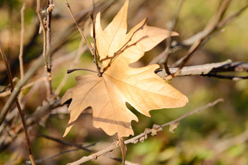 Autumn leaf on tree