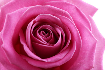 Fototapeta na wymiar Beautiful pink rose close-up