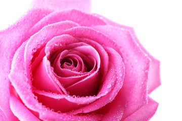 Beautiful pink rose close-up