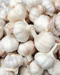 Garlic