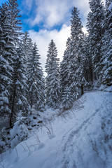 Obraz premium Snowy mountain trail in the woods