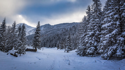 Winter mountain trail in the forest