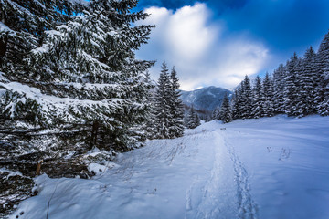 Fototapeta na wymiar Snow capped forest paths on a mountain trail