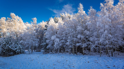 Beautiful frosted forest in winter