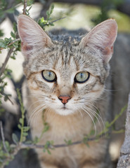 Etosha National Park Namibia, Africa , african wild cat.