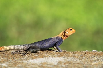 african red-headed agama - Fairchild
