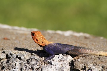 African red-headed agama - Fairchild