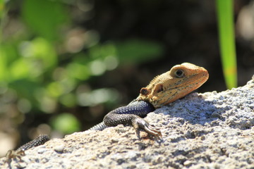 African red-headed agama - Fairchild
