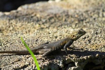 Comon Iguana - fairchild gardens
