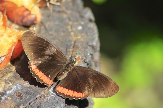 Crimson-banded Black butterfly - fairchild gardens