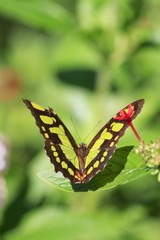 Malachite butterfly dorsal view