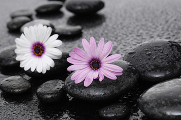 White and pink gerbera flowers on pebbles