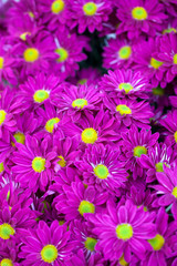 Obraz na płótnie Canvas background of purple flowers