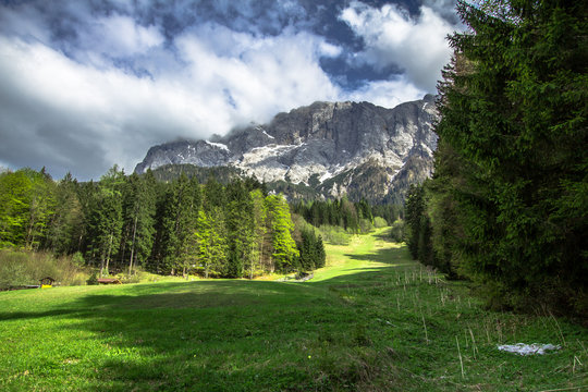 Fototapeta Pine forest and mountains