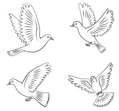 Dove Flying Set Collection