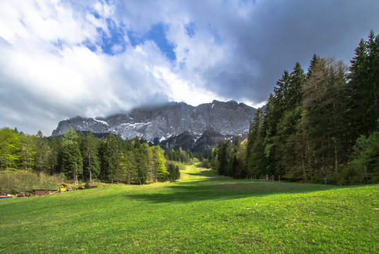 Fototapeta Pine forest and mountains