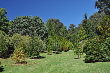 Fototapeta na wymiar Green trees at the park